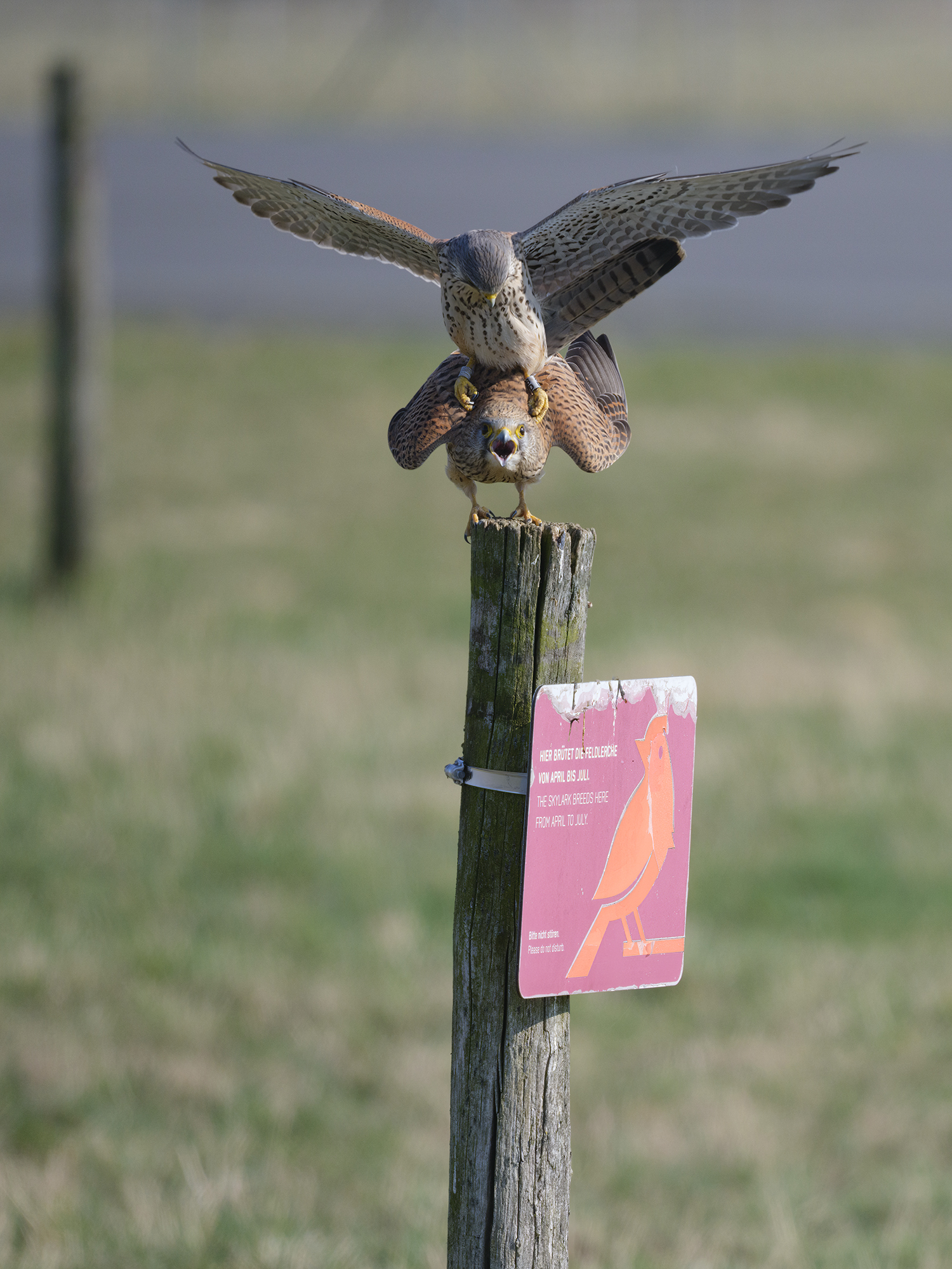 Ja, die Feldlerche ...